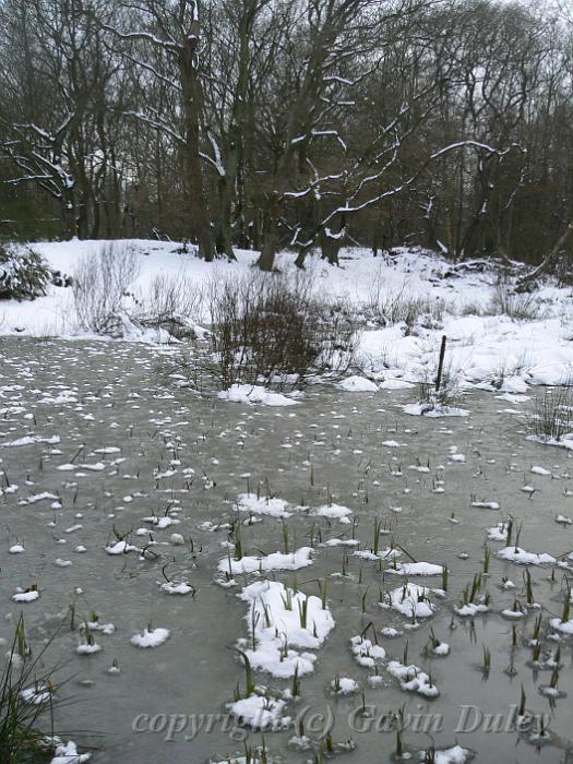 Ice patterns, Winter, Hampstead Heath P1070630.JPG